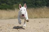 BULL TERRIER 069